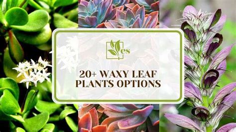 20 Waxy Leaf Plants Options You Can Grow In Pots And Gardens