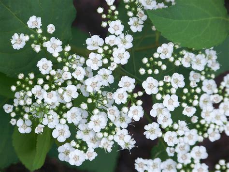 White Flowering Shrubs In Georgia Spirea White Flowers Cascade A