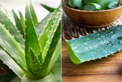 All you have to do to experience this technology for yourself is eat aloe vera gel! Everything You Need to Know before Buying Organic Aloe ...