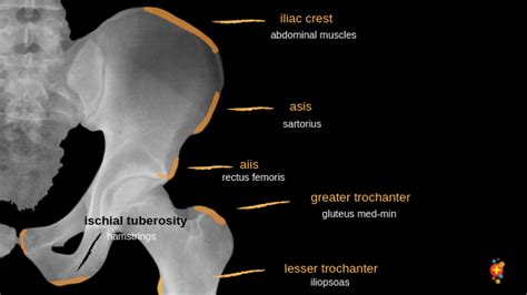 Sartorius Origin And Insertion