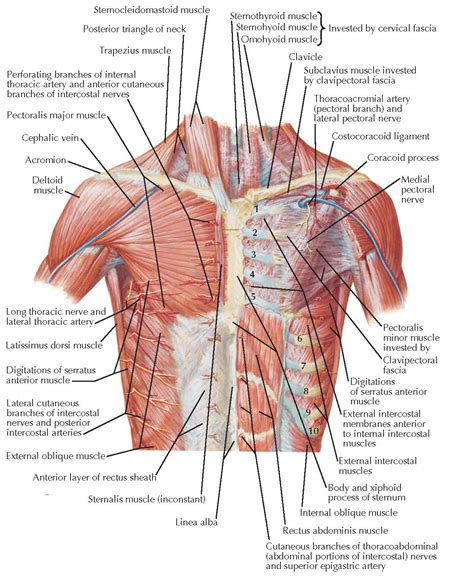 All muscles that are attached to the human rib cage have the inherent potential to cause a breathing action. Posterior Rib Cage Muscles / Pecs Serratus Highland Em ...