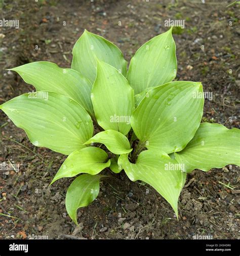 Fragrant Hosta Hosta Plantaginea Stock Photo Alamy