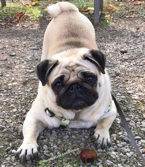 Obtain Excellent Recommendations On Chinese Pugs They Are Accessible