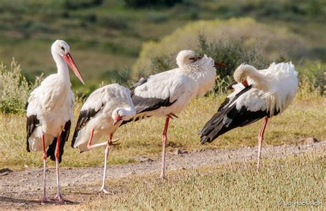 Migratory Birds In South African Summer Kariega Reserve