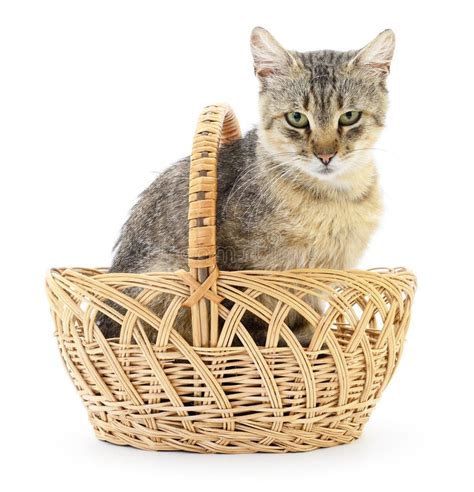 Isolated Cat In Basket Stock Image Image Of Domestic 57214469