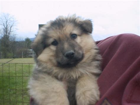 A sable male german shepherd. Longhaired German Shepherd puppies from Soki and Pippi