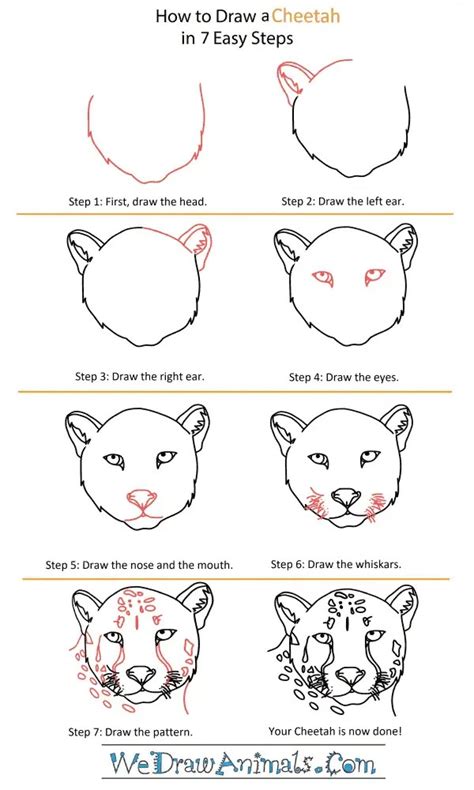 How Do You Draw A Cheetah Step By Step At Drawing Tutorials