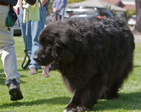 Everybody Knows Dr Bob Teffts Giant Newfoundland Dog Nam Flickr