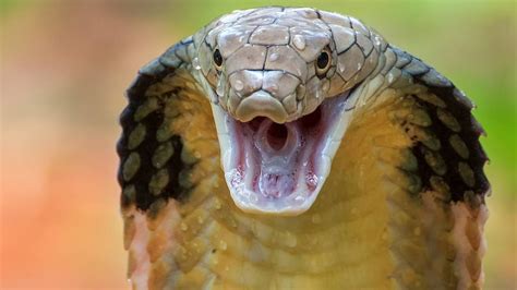 Cobra Real La Serpiente Venenosa Más Grande Del Mundo