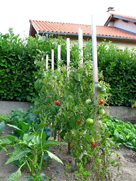 Tuteurs Tomate En Bois Cônes La Boutique Du Jardinage