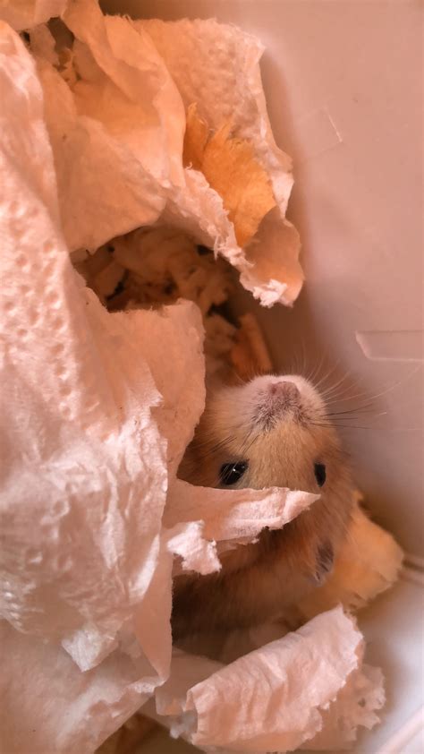 Pin By Տฬєєt ɠıɾl♥ On Hamsters Cute Hamsters Hamster Cute