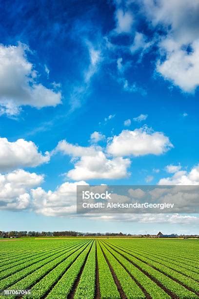 Crops Grow On Fertile Farm Field Land Stock Photo Download Image Now