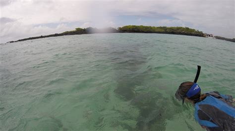 Sup Kayak Bike And Snorkel Rentals In The Galapagos Islands Galakiwi