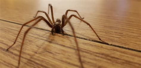 Irish Households Warned Big Spiders Set To Come Inside Houses And