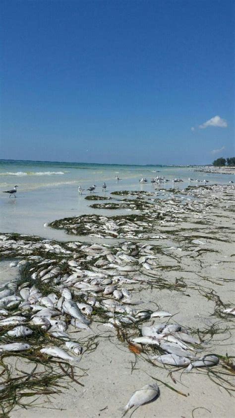 Red Tides Cause Massive Fish Kills All Along Southwest Florida Videos