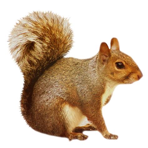 Squirrel Png Transparent Image Download Size 853x855px