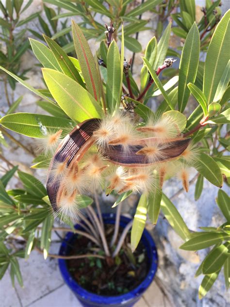 Seed Pods Of An Oleander Tuinieren