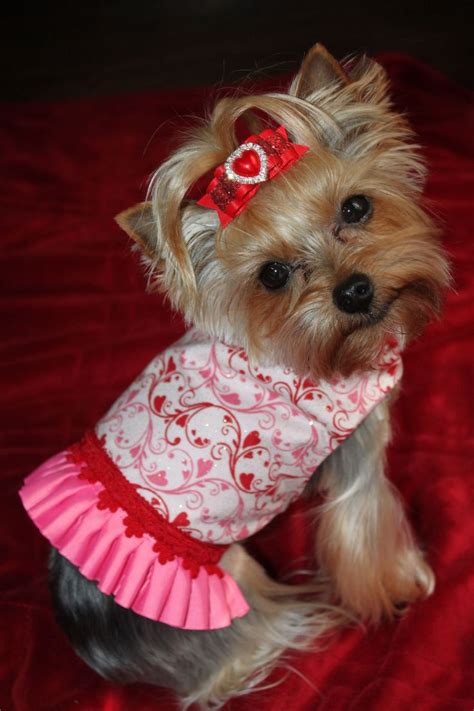 Yorkie Valentine Pink Yorkie Mia Yorkie Hearts Dogs Yorkieoutfits