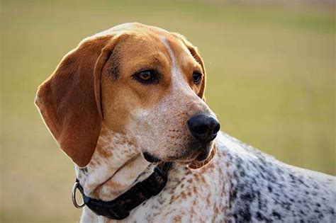 American English Coonhound Dog Breed Characteristics And Care Wildcreaturey