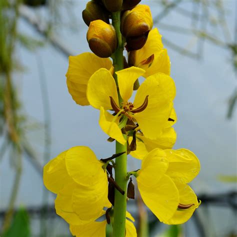 Popcorn Plant Cassia Senna Didymobotrya Brian S Botanicals