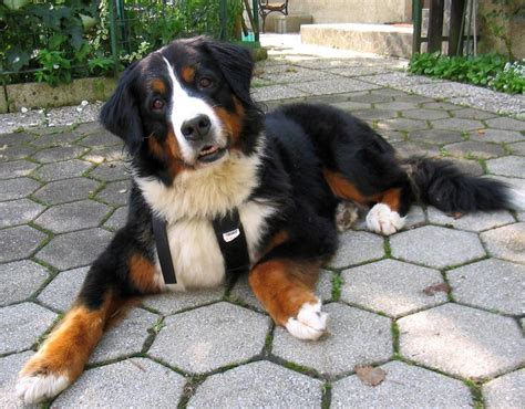 List Of Mountain Dog Breeds With Pictures