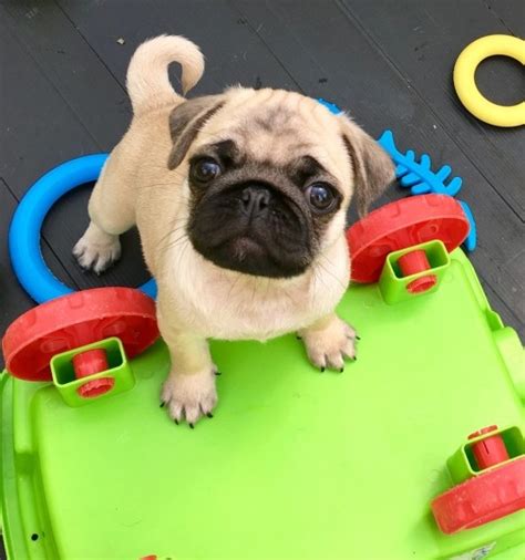 Jiji.com.gh more than 4 pug dogs & puppies are waiting for you buy your future friend today ▷ prices are starting from gh₵ 1,000 in ghana. Ready Now aKc Registered Pug Puppy For Sale FOR SALE ADOPTION from Phoenix Arizona @ Adpost.com ...