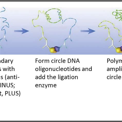 The principle of In situ proximity ligation assay (PLA) This figure is ...