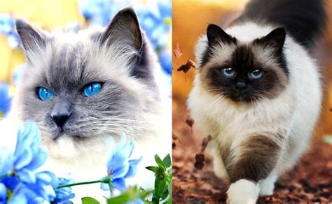 Siamese Cat Breed Information Behavior Pictures And Care