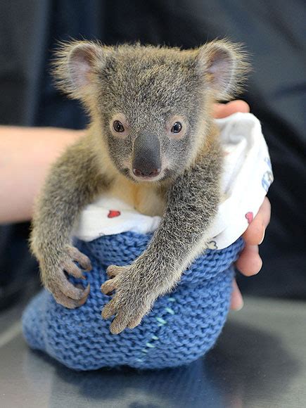 Koala Joey Stays By Mom During Surgery At Australia Zoo
