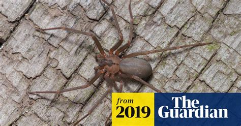 Venomous Brown Recluse Spider Removed From Womans Left Ear Spiders