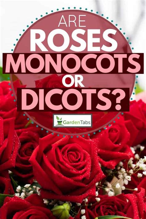 Are Roses Monocots Or Dicots