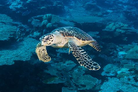 Green Or Hawksbill Telling Your Turtles Apart