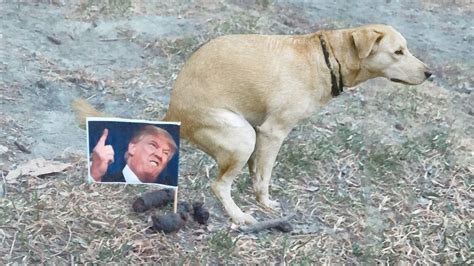 Someones Putting Photos Of Donald Trump In Dog Poop Riot Fest