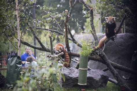 International Red Panda Day At Franklin Park Zoojamaica