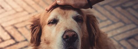 Köpeklerde Yaşlılıkta Sık Görülen Sorunlar Nelerdir Atakent Vet