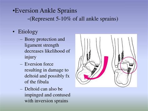 Ppt Chapter 15 The Ankle And Lower Leg Powerpoint Presentation Id