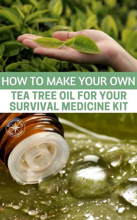 How To Make Your Own Tea Tree Oil For Your Survival Medicine Kit Tea