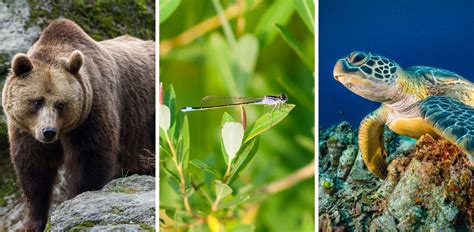 Biodiversité Ces Espèces Menacées Sont En Danger Critique D