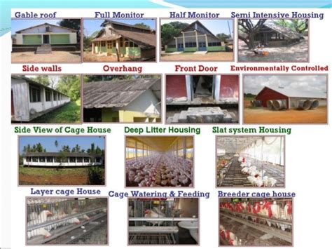 Design Of Poultry Houses