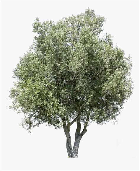 Download a free preview or high quality adobe illustrator ai, eps. Transparent Birch Tree Png - Olive Tree Cut Out, Png ...