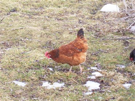 What Do You Think Are These Red Sussex Hens Lots Of Pics