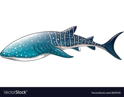 Free Free Whale Shark Svg 927 SVG PNG EPS DXF File