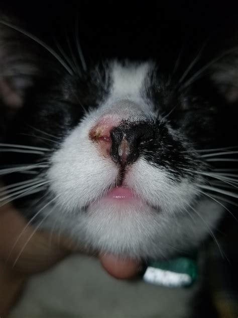 Dry Cracked Crusty Nose | TheCatSite
