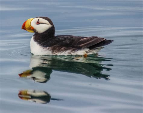 Cannundrums Horned Puffin