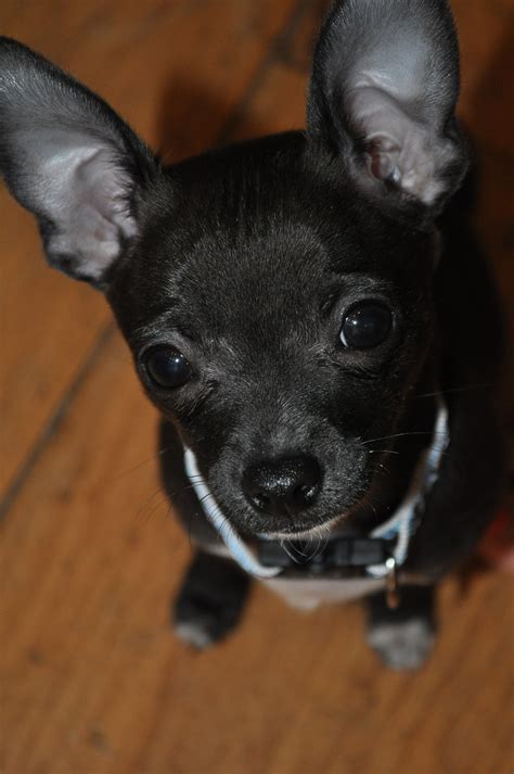 Chihuhua This Looks Like My Little Dog Black Chihuahua Cute