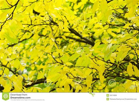 Autumn Tree Branch Stock Photo Image Of Background Lush 35574838