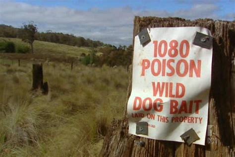 Push For Ban On Poison 1080 In Victorias Alpine Region As Animals