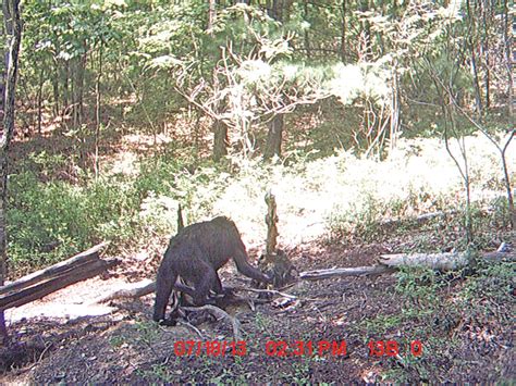 National Paranormal Association Ape Like Creature Caught On Trailcam