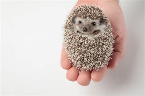 Person Holding Adorable African Dwarf Hedgehog In Hand Stock Photo
