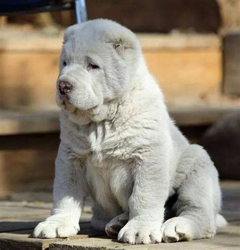 Central asian shepherd puppy alabai !!! 89 best images about | Alabai # Central Asian Ovcharka ...